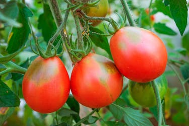 grønne nakker tomater grønne nakker tomater